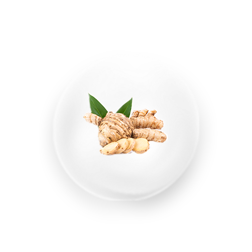 Komposisi Temu Putih